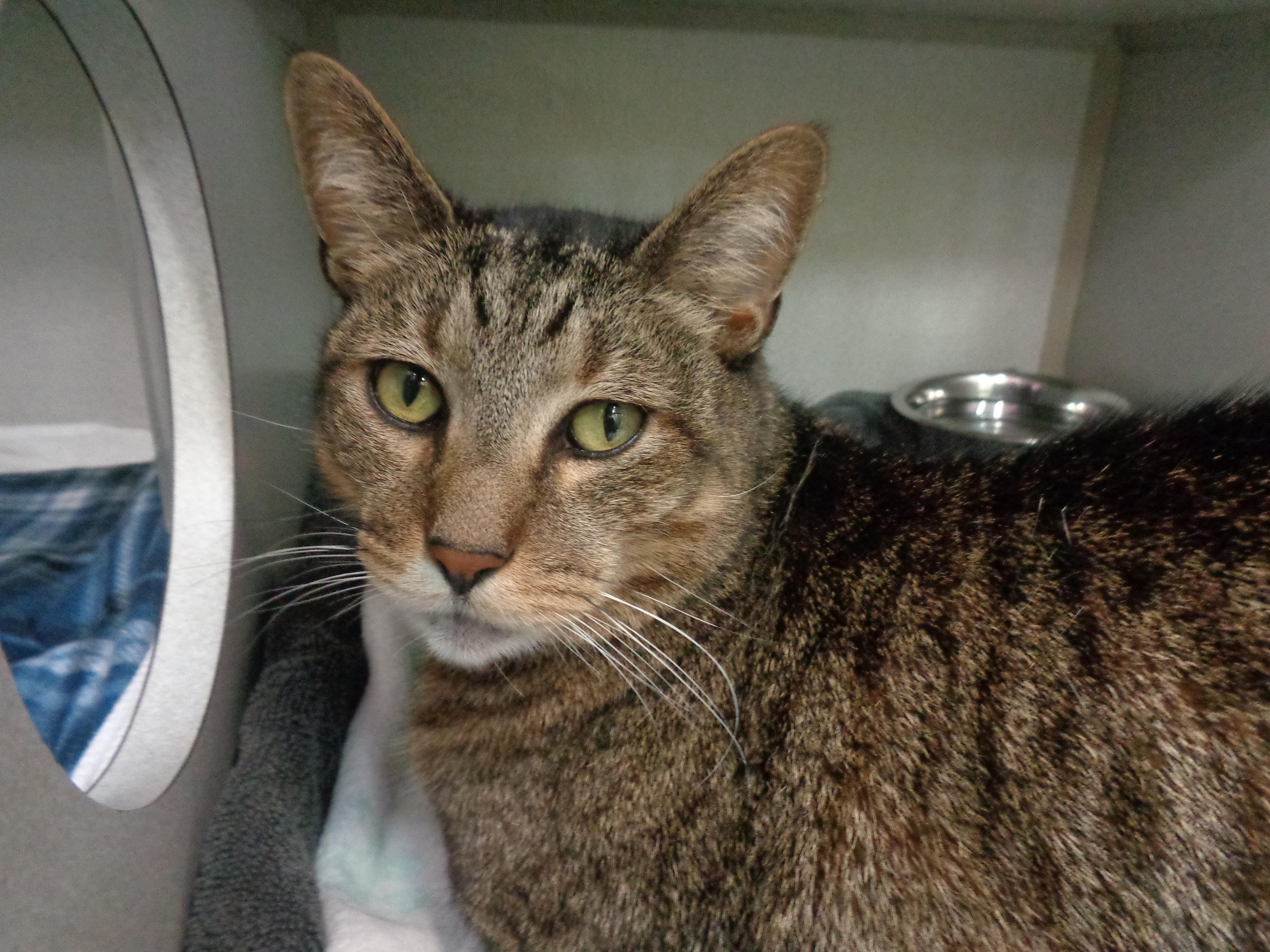 Enlarge PRINCE, a Adoptable Tiger in Delhi, NY image 2/5