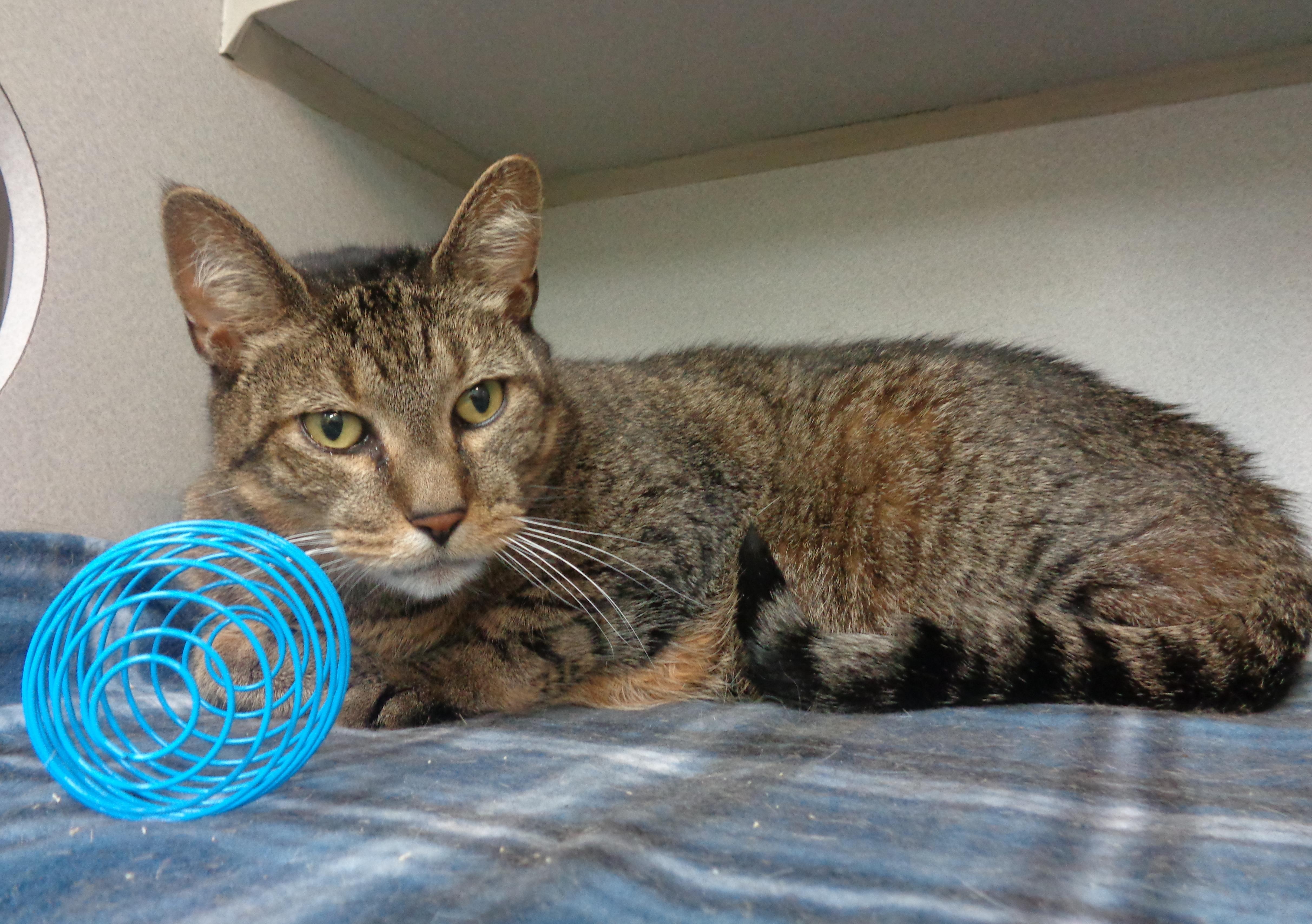 Enlarge PRINCE, a Adoptable Tiger in Delhi, NY image 4/5