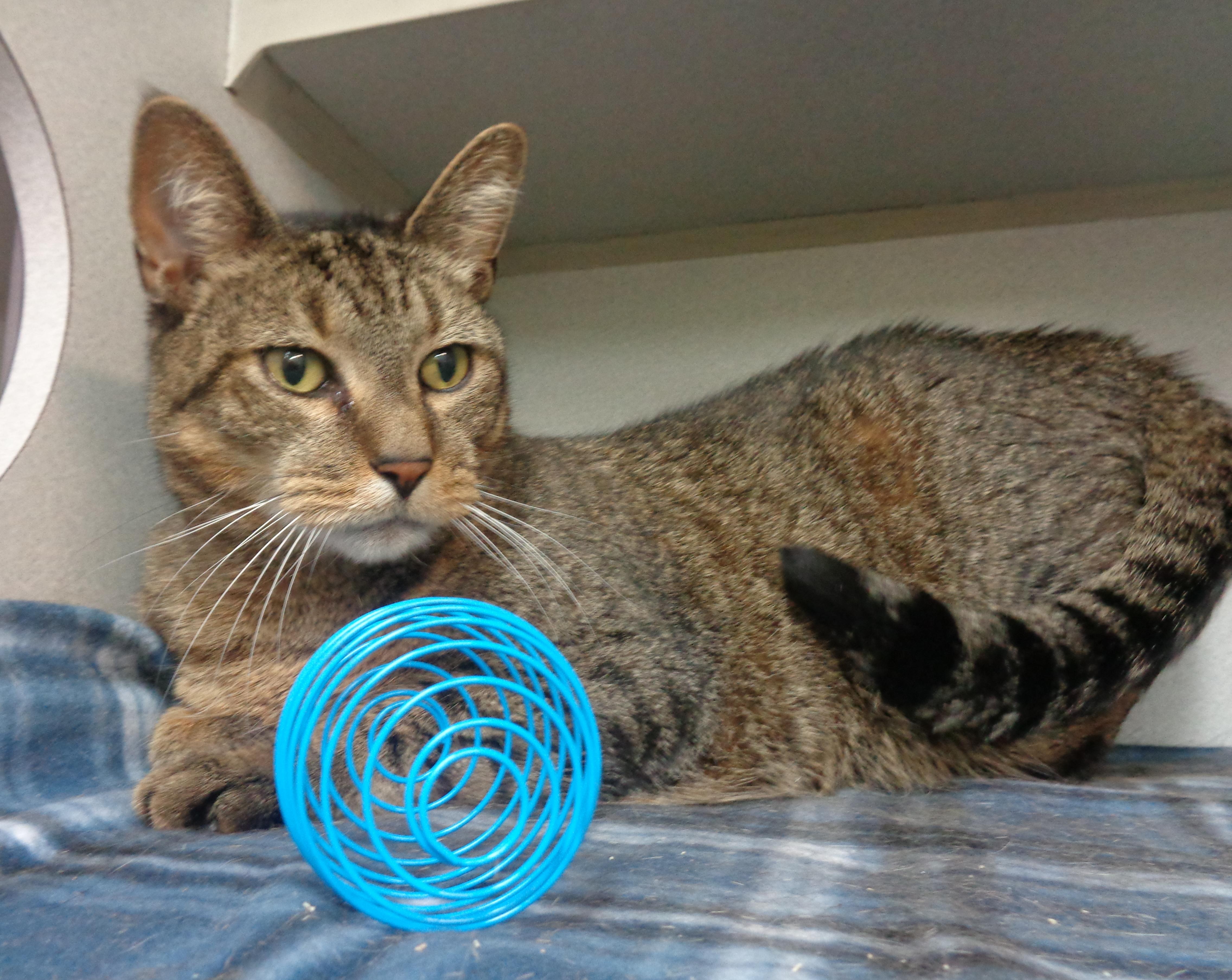 Enlarge PRINCE, a Adoptable Tiger in Delhi, NY image 3/5