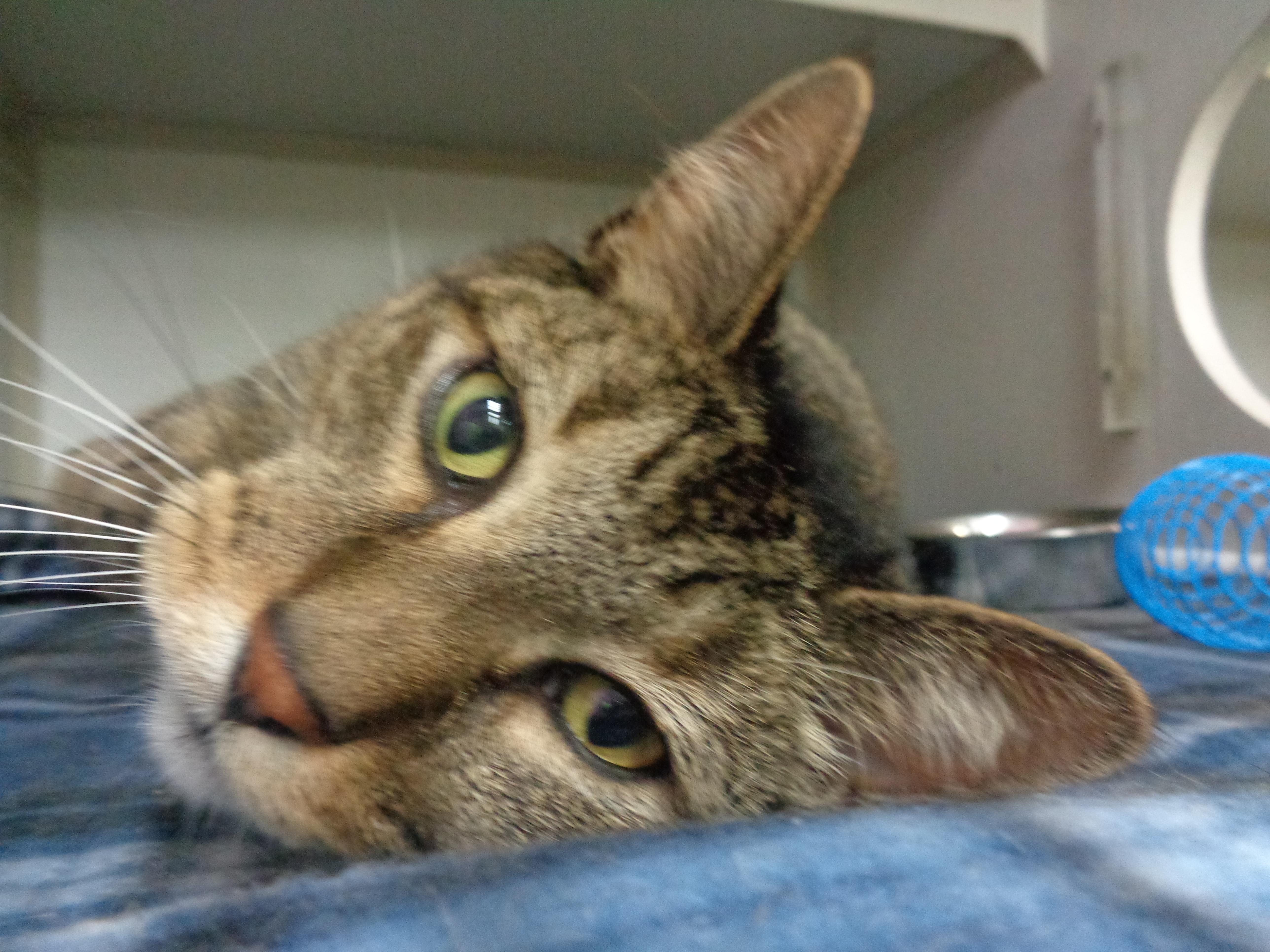 Enlarge PRINCE, a Adoptable Tiger in Delhi, NY image 5/5