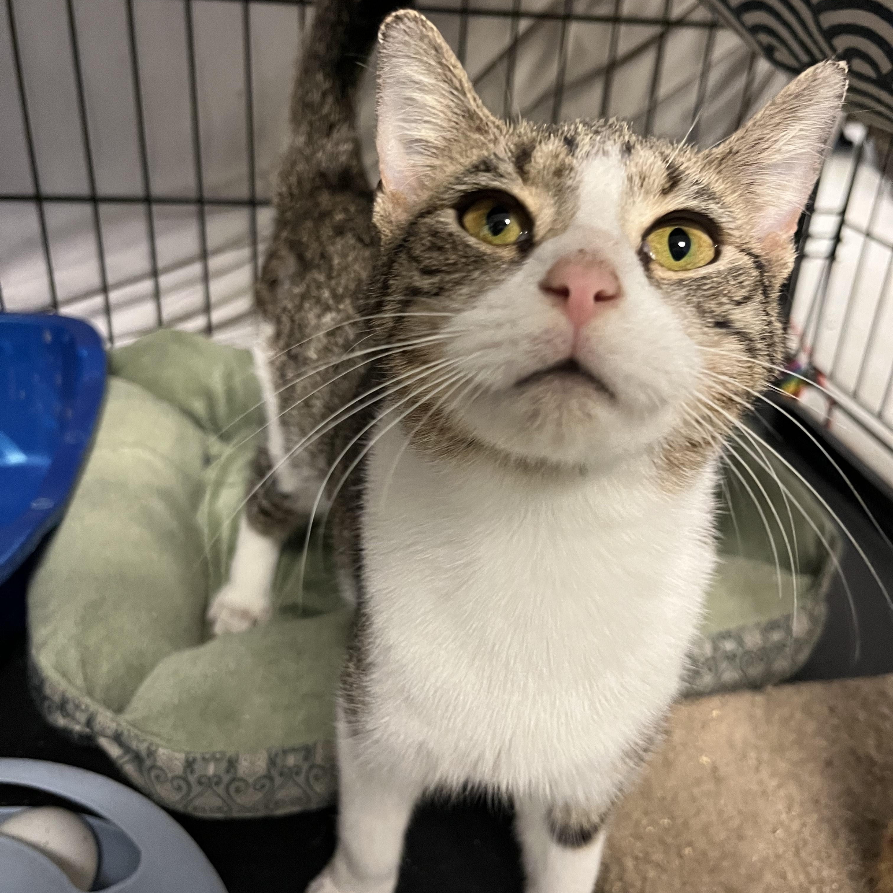 Andromeda, a ADOPTABLE Domestic Short Hair in Oberlin, OH image 1/3