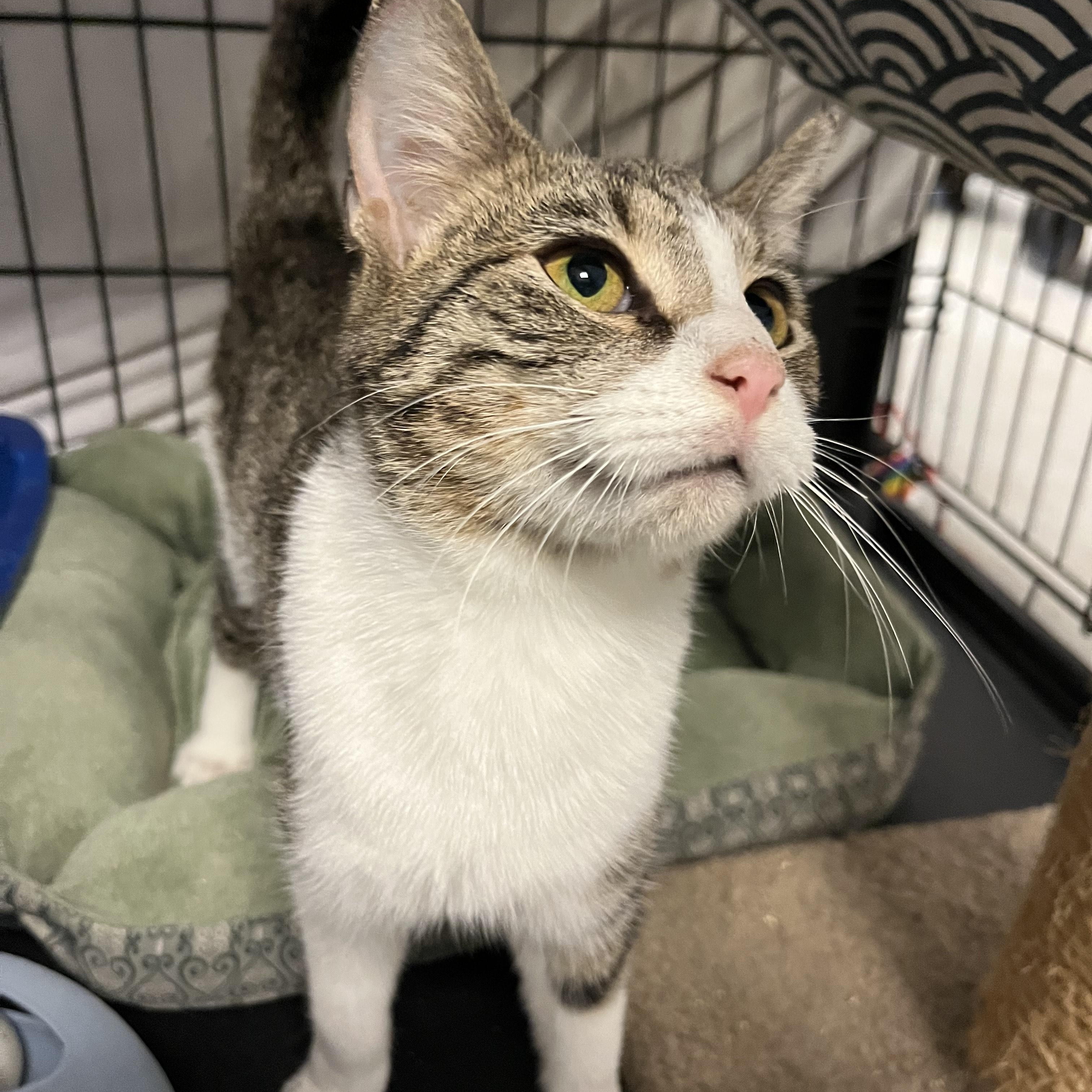 Andromeda, a ADOPTABLE Domestic Short Hair in Oberlin, OH image 2/3