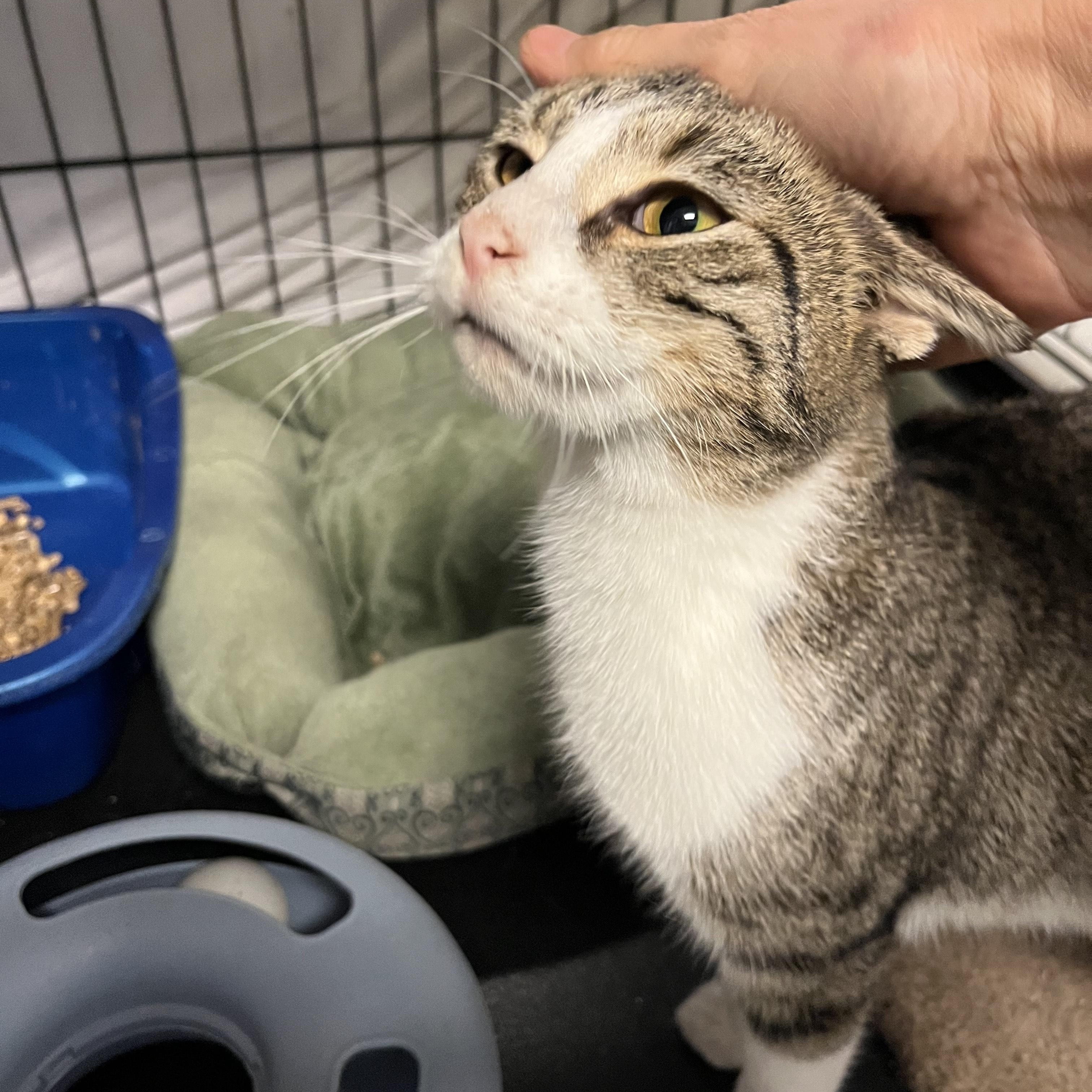 Andromeda, a ADOPTABLE Domestic Short Hair in Oberlin, OH image 3/3