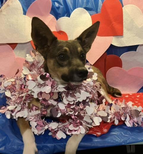 Penelope, a Adoptable mixed breed in Powder Springs, GA image 1/6