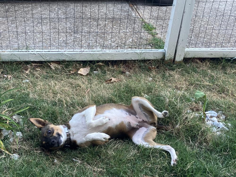 Penelope, a Adoptable mixed breed in Powder Springs, GA image 2/6