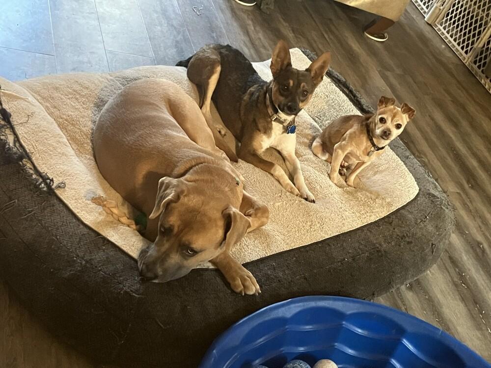 Penelope, a Adoptable mixed breed in Powder Springs, GA image 2/6