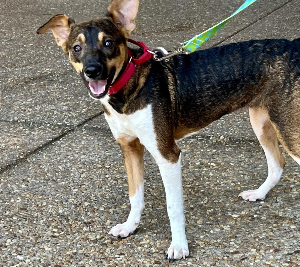 Penelope, a Adoptable mixed breed in Powder Springs, GA image 3/6