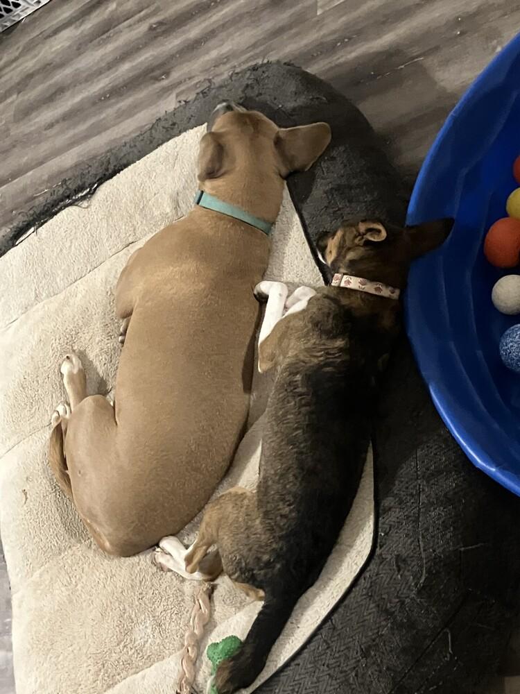 Penelope, a Adoptable mixed breed in Powder Springs, GA image 4/6