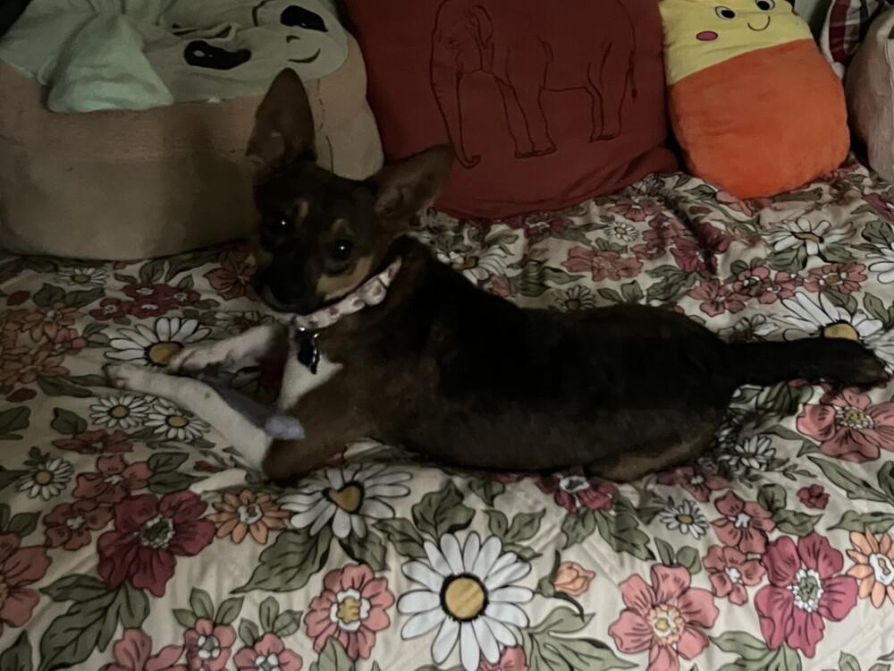 Penelope thumbnail 4