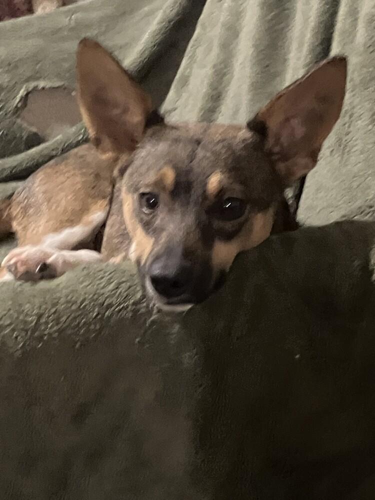 Penelope, a Adoptable mixed breed in Powder Springs, GA image 5/6