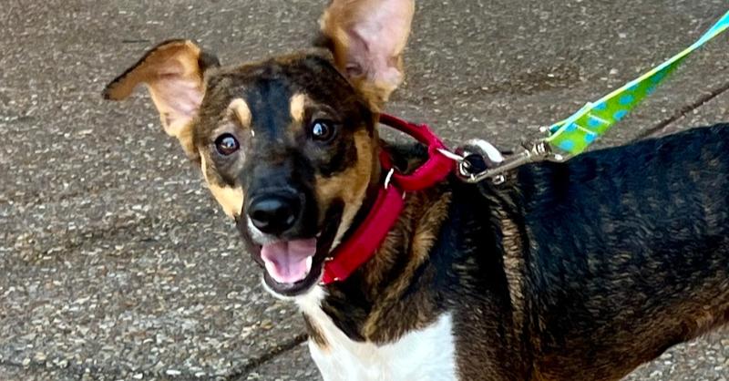 Penelope, a Adoptable mixed breed in Powder Springs, GA image 5/6