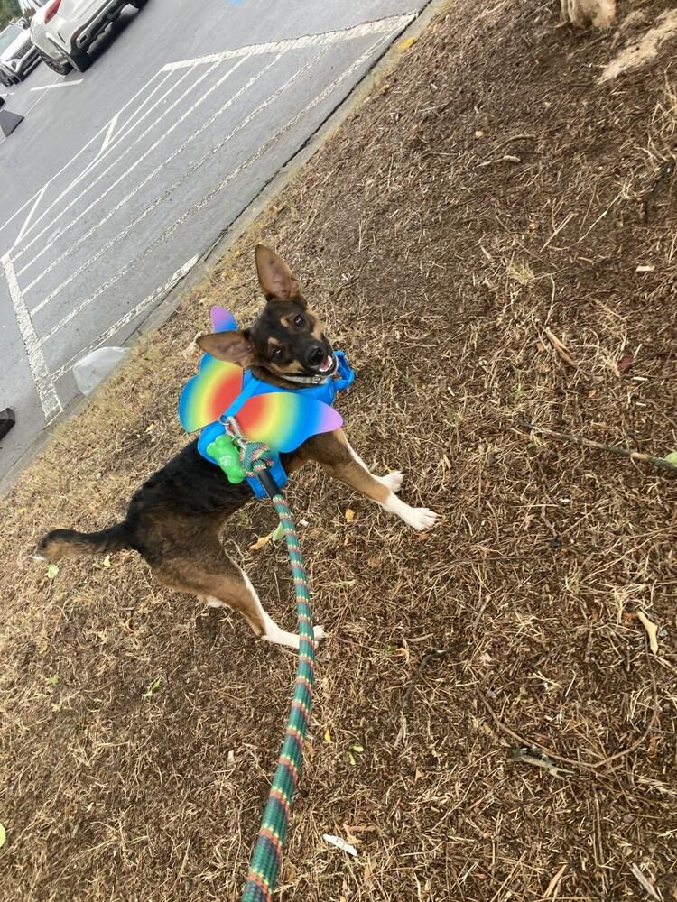 Penelope, a Adoptable mixed breed in Powder Springs, GA image 6/6