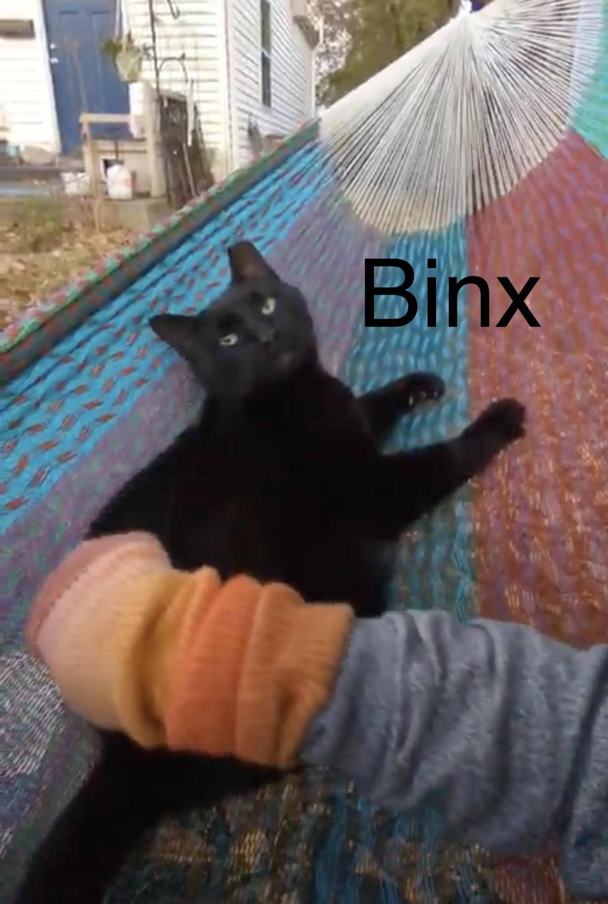 Binx photo 2