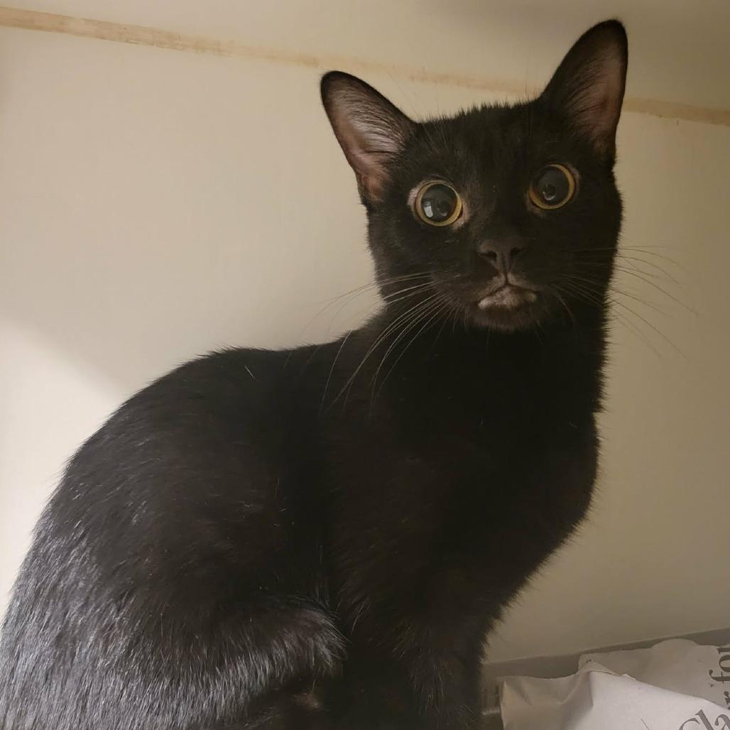 Ellis, Adoptable, Young Female Domestic Short Hair.