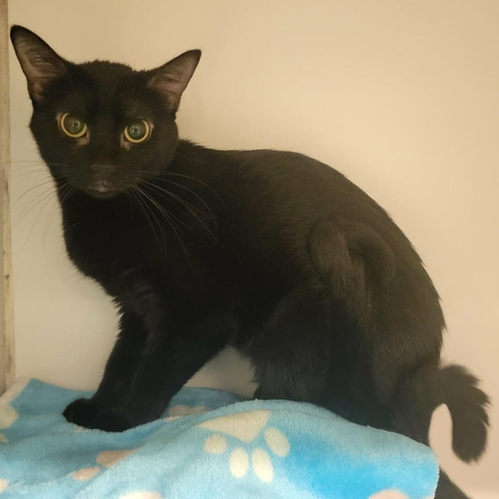Enlarge Ellis, a Adoptable Domestic Short Hair in Columbia, MO image 2/3