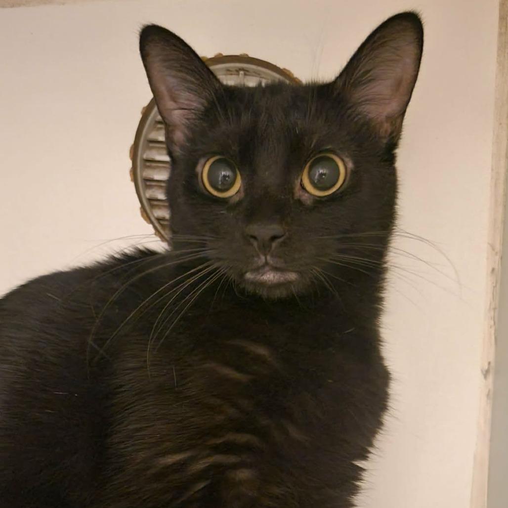 Enlarge Ellis, a Adoptable Domestic Short Hair in Columbia, MO image 3/3