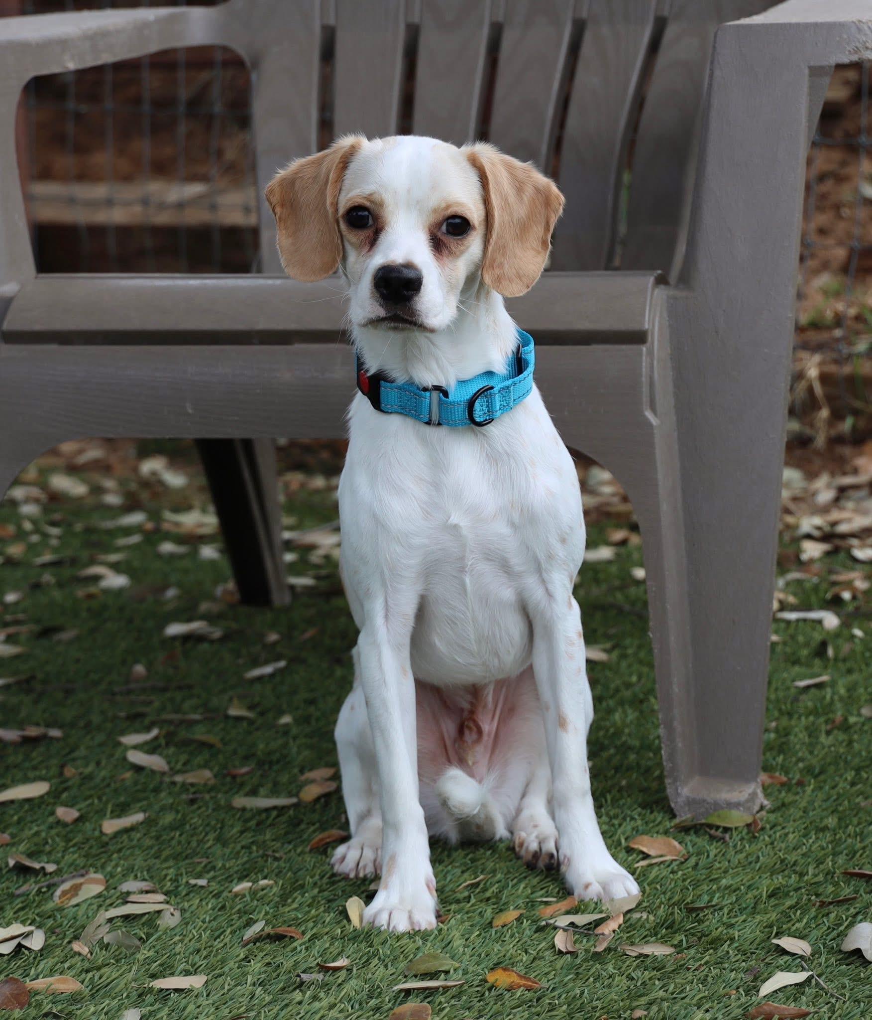 Norm, adopted, Young Male Beagle.