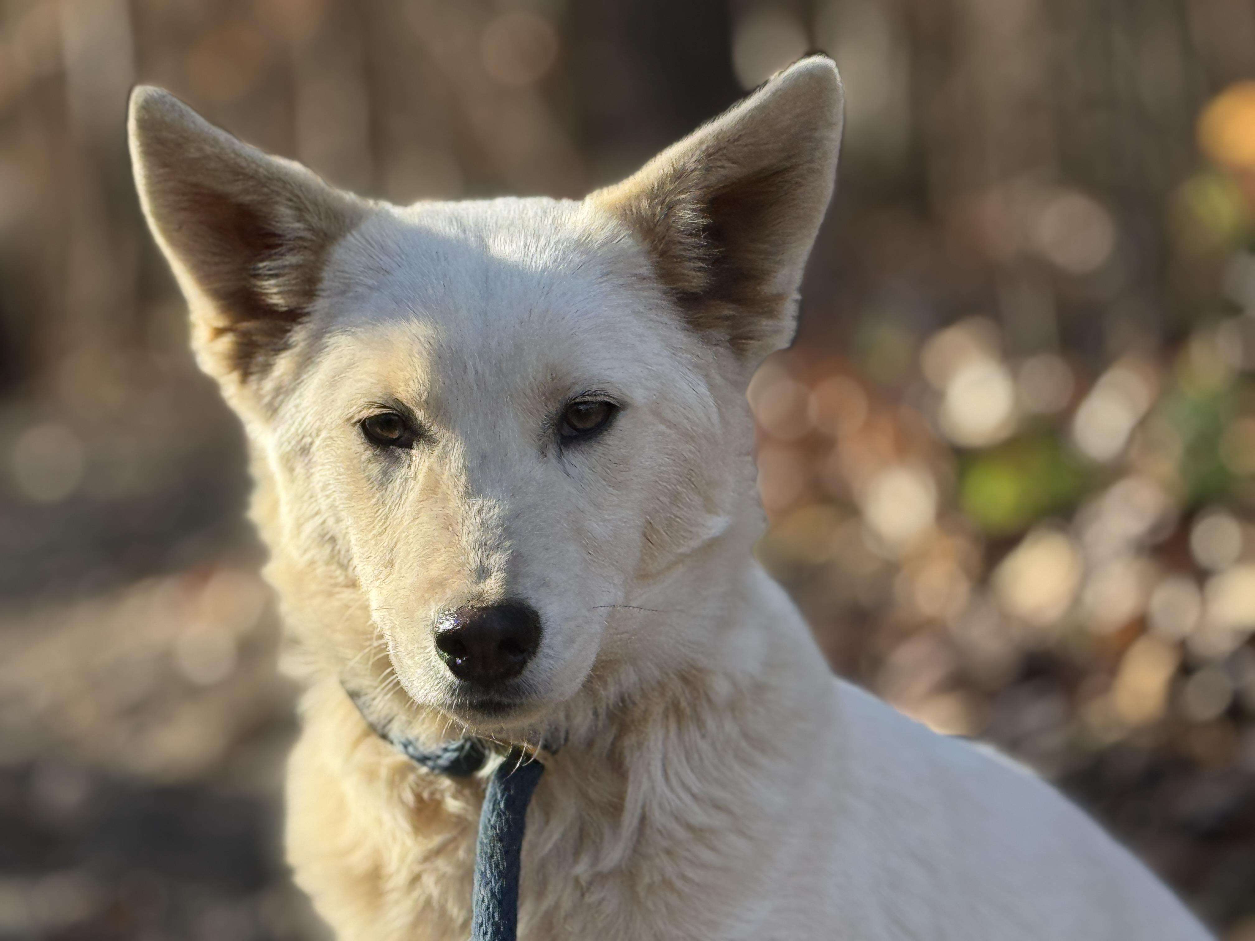 Morgan, a Adoptable mixed breed in Richmond, VA image 2/6
