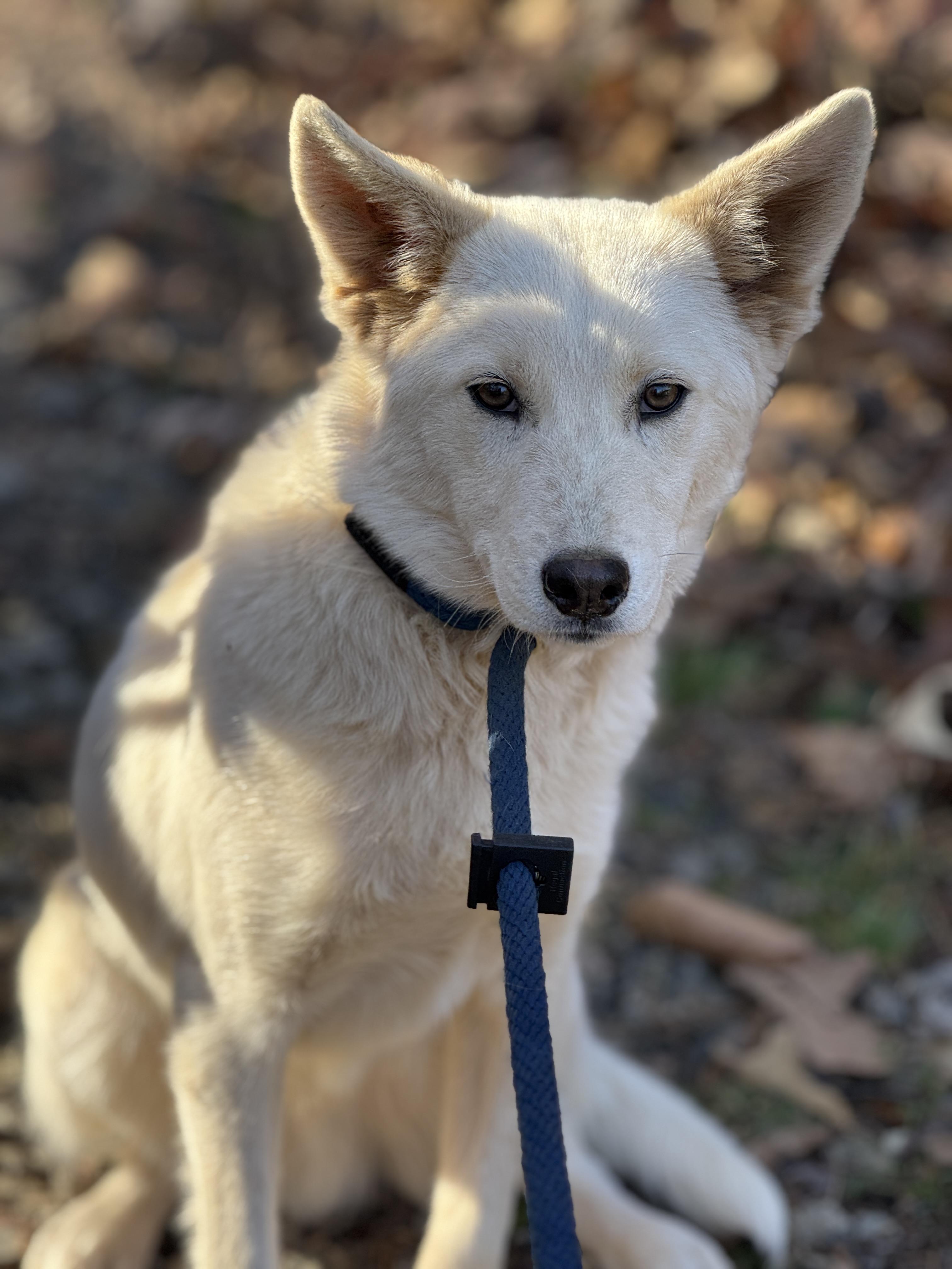 Morgan, a Adoptable mixed breed in Richmond, VA image 3/6