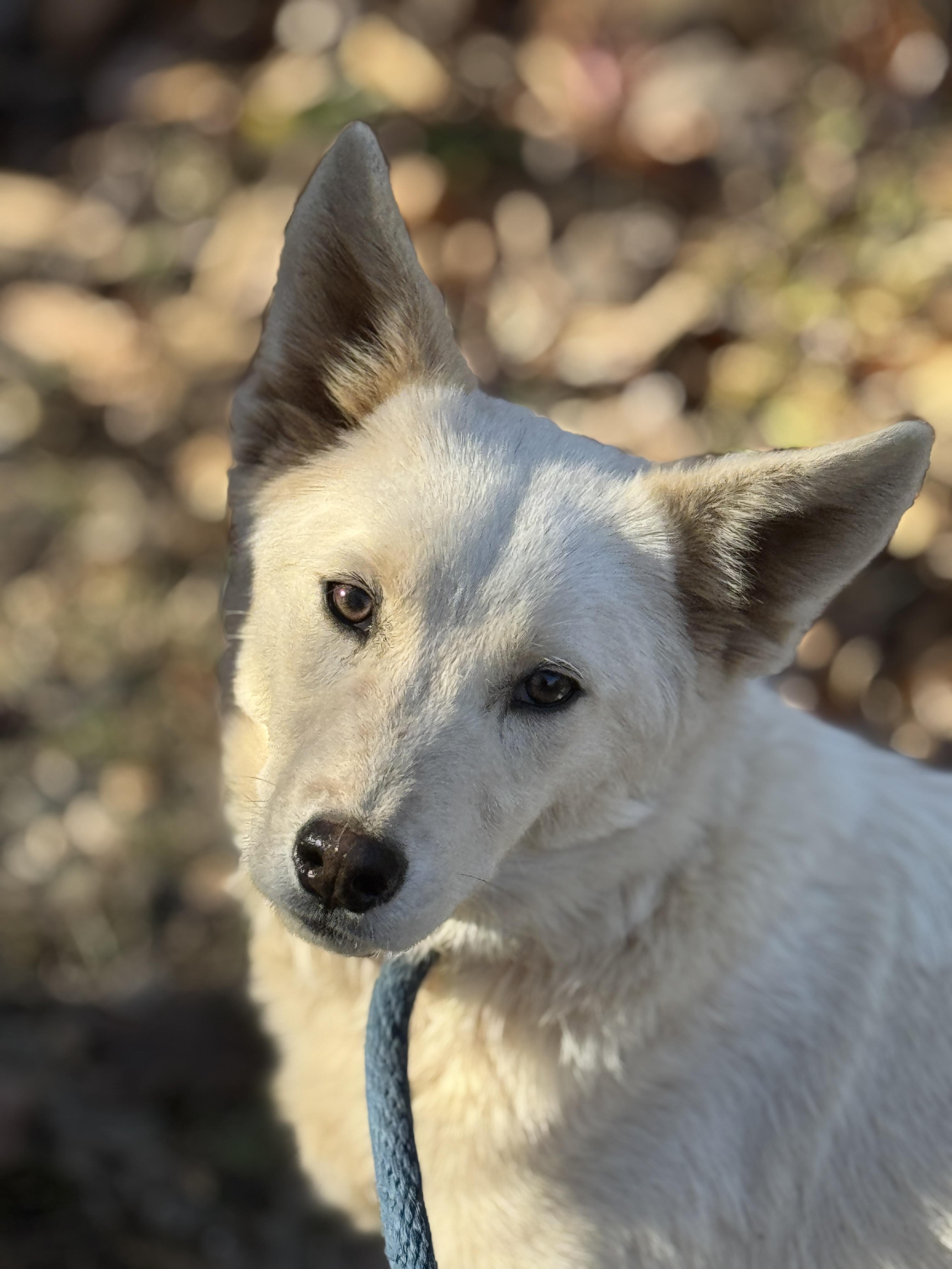 Morgan, a Adoptable mixed breed in Richmond, VA image 4/6