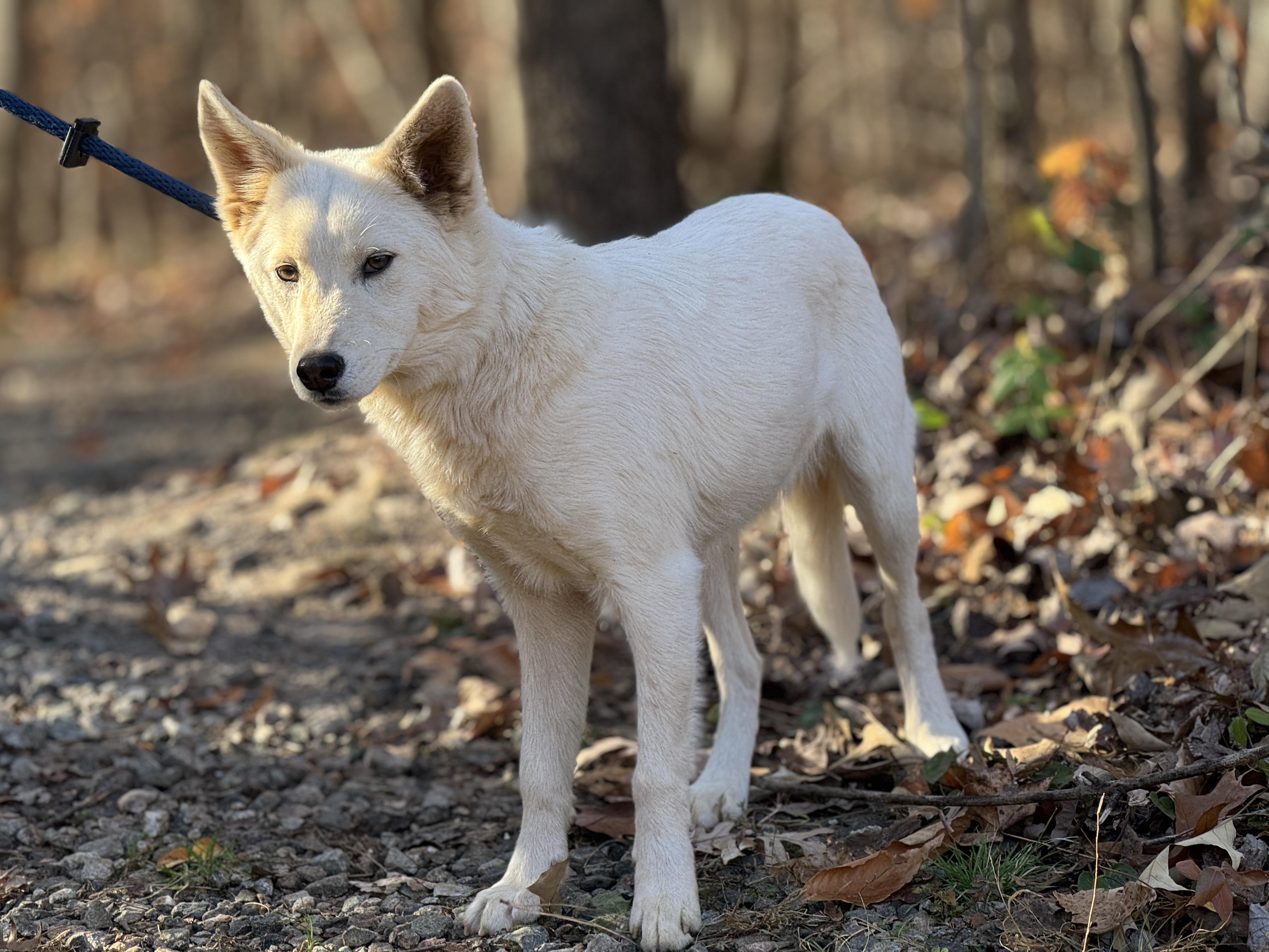 Morgan, a Adoptable mixed breed in Richmond, VA image 5/6