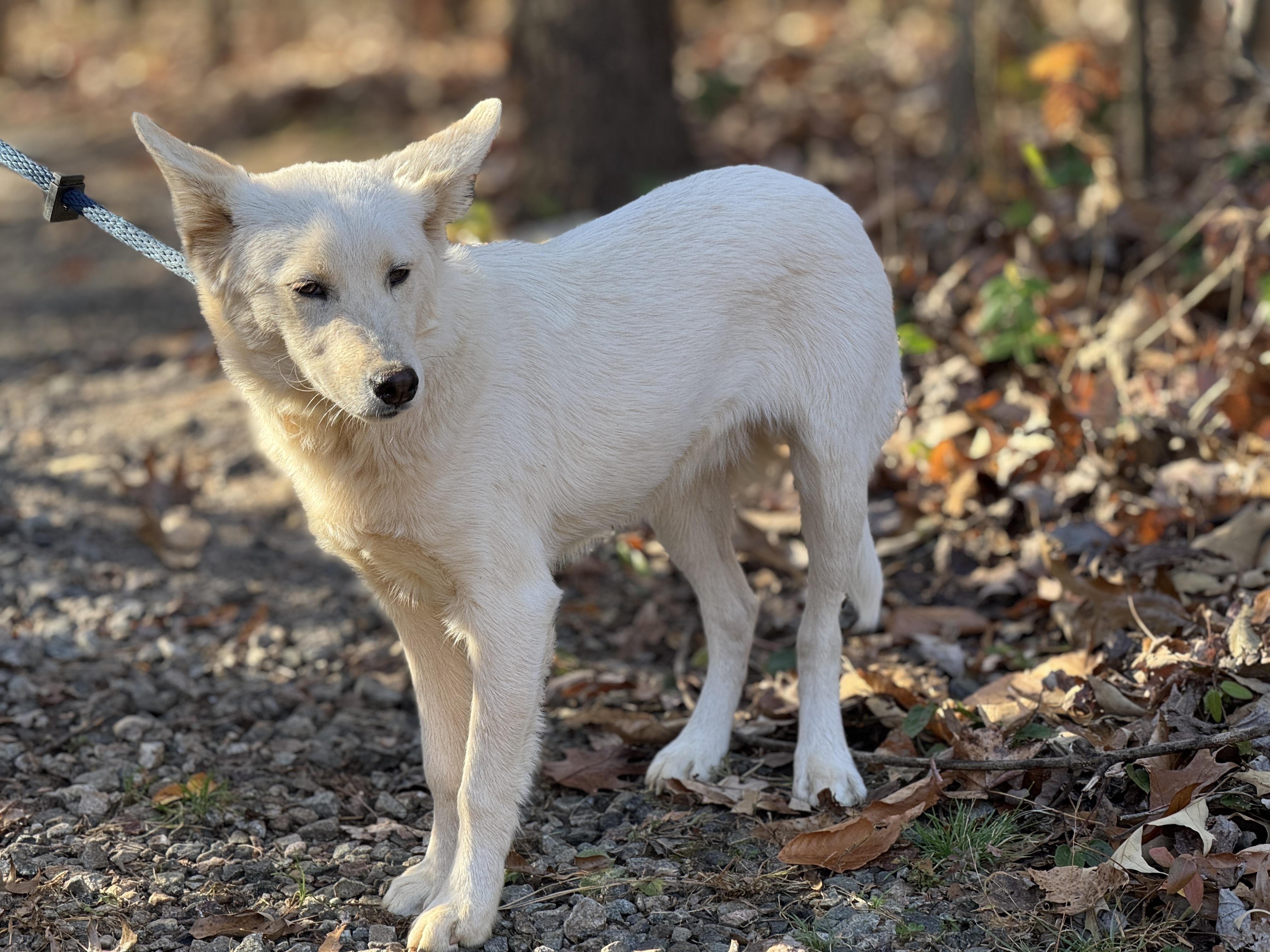 Morgan, a Adoptable mixed breed in Richmond, VA image 6/6