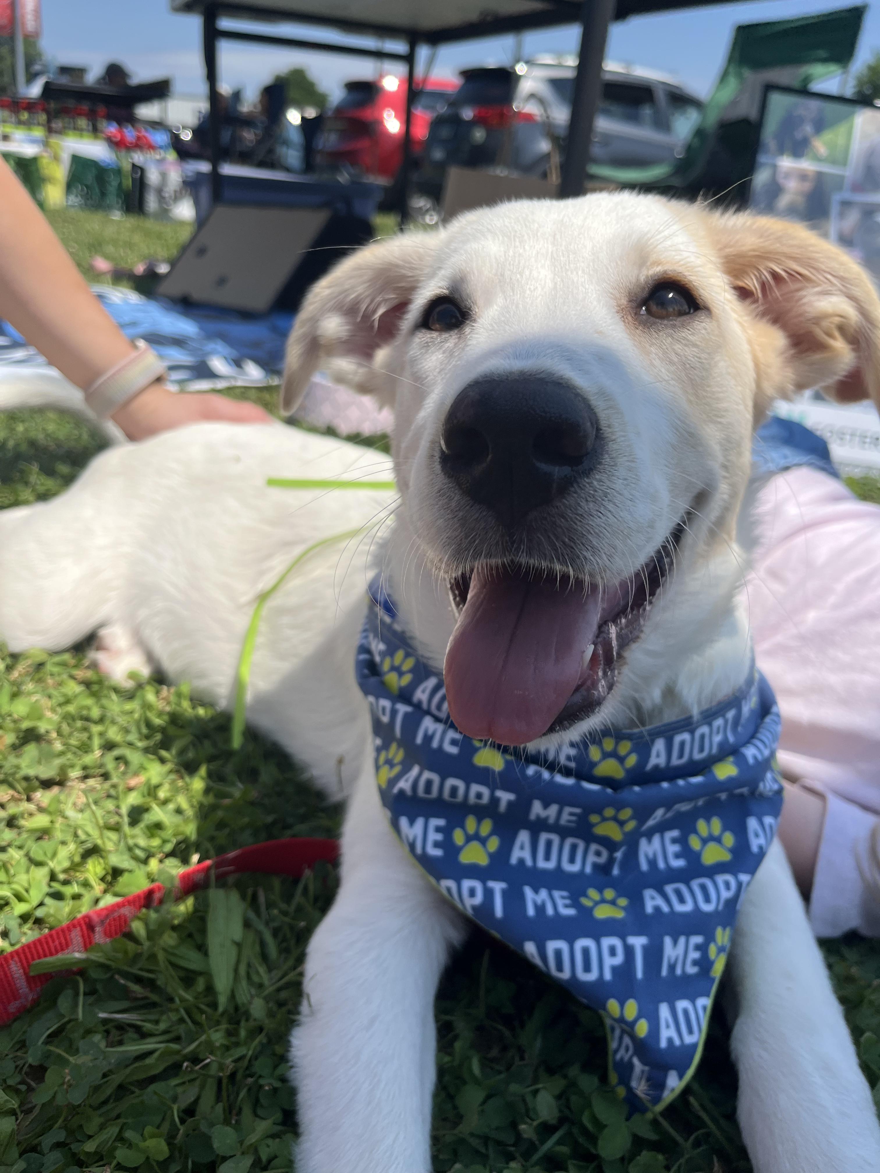 Enlarge Poppi, an adopted mixed breed in Torrington, CT image 5/5