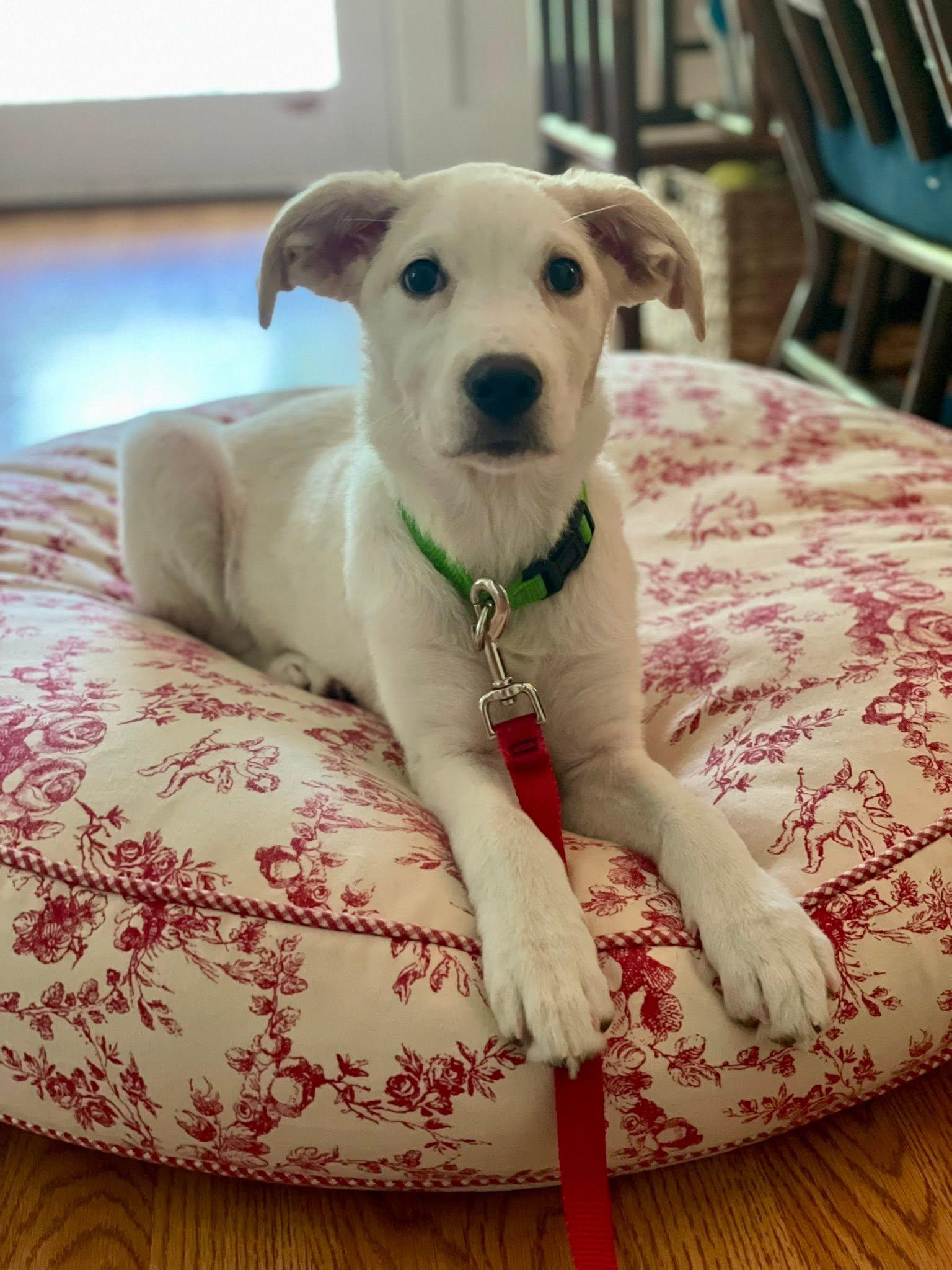 Enlarge Poppi, an adopted mixed breed in Torrington, CT image 1/5