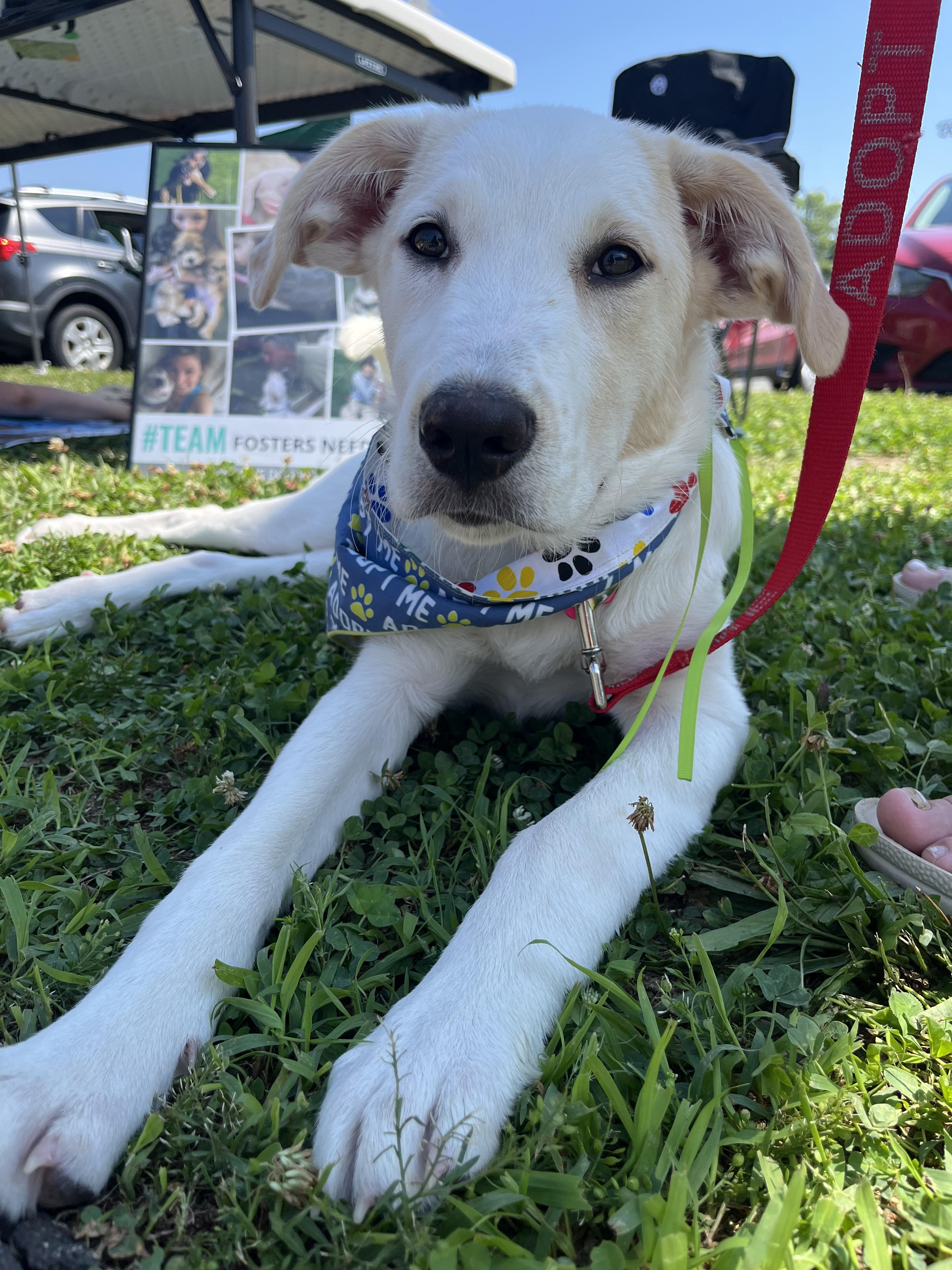Enlarge Poppi, an adopted mixed breed in Torrington, CT image 2/5