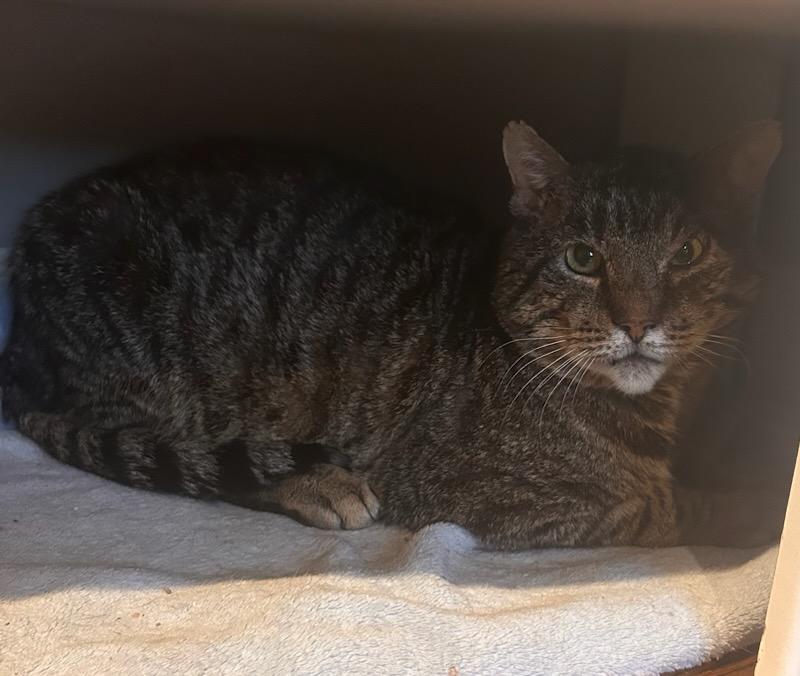 Enlarge Leonard, a Adoptable Domestic Short Hair in Medfield, MA image 1/5