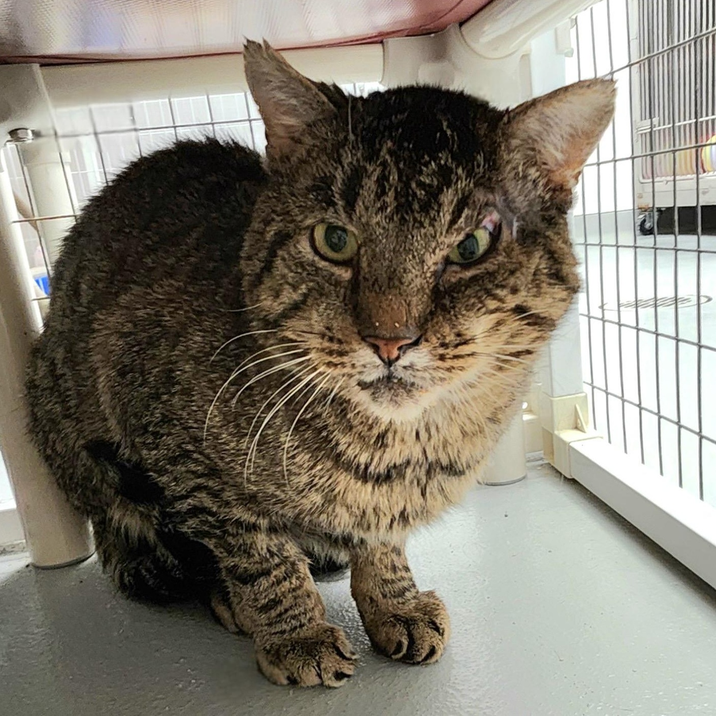 Enlarge Leonard, a Adoptable Domestic Short Hair in Medfield, MA image 2/2