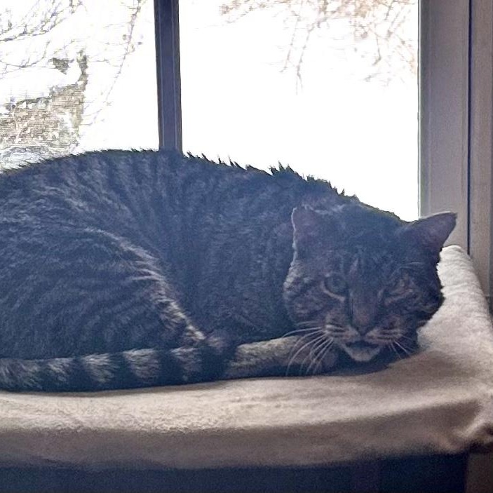 Enlarge Lenny, an adopted Domestic Short Hair in Medfield, MA image 5/5