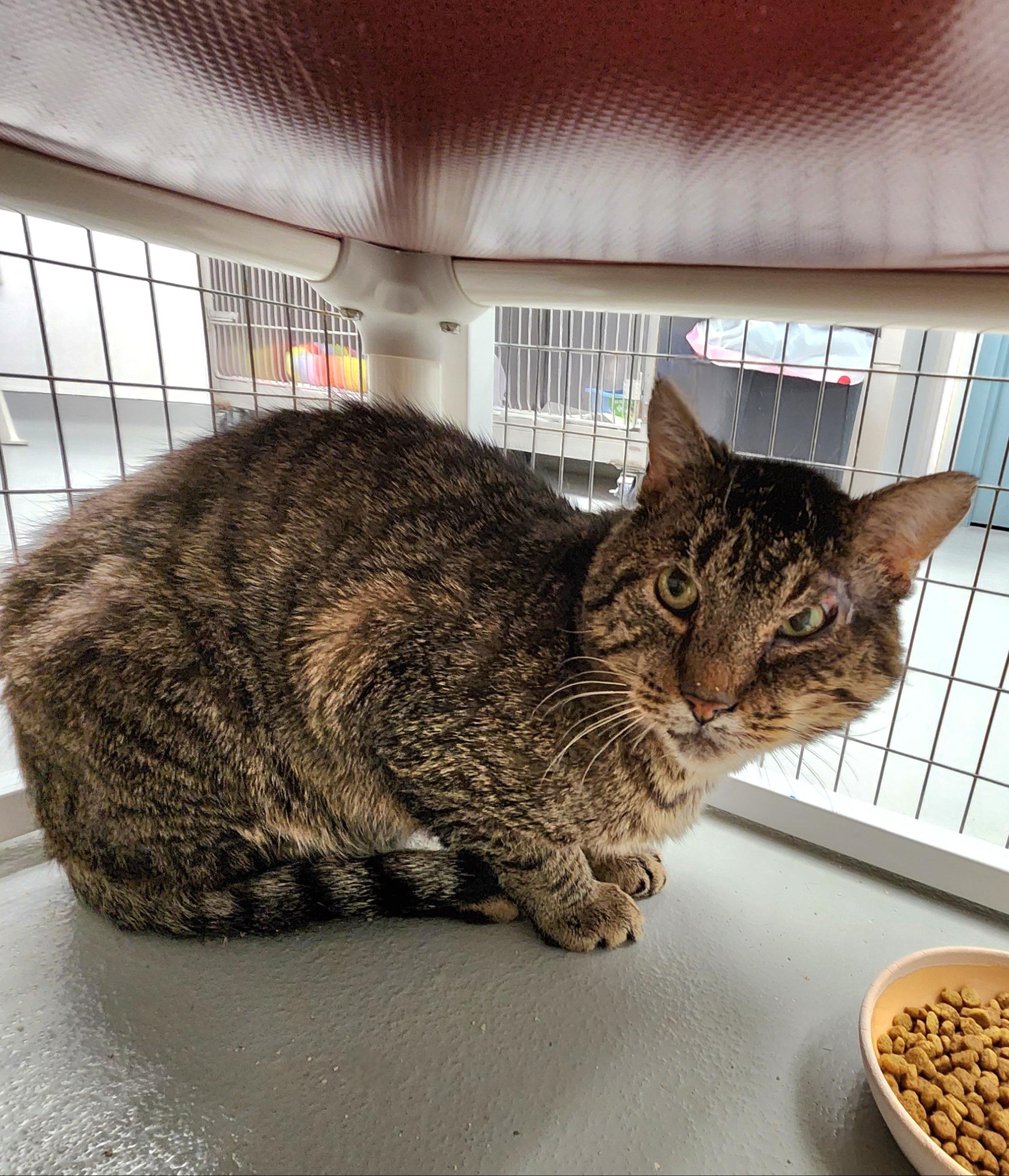 Enlarge Leonard, a Adoptable Domestic Short Hair in Medfield, MA image 1/2