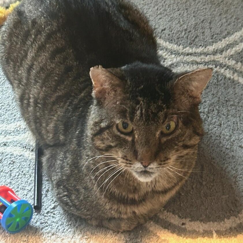 Enlarge Lenny, an adopted Domestic Short Hair in Medfield, MA image 1/5