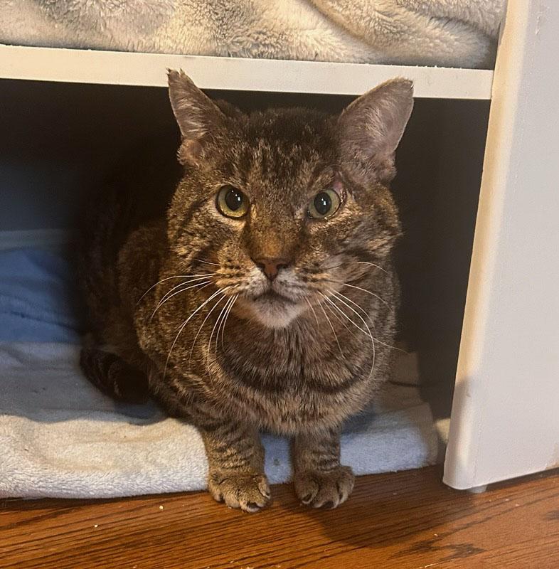 Enlarge Leonard, a Adoptable Domestic Short Hair in Medfield, MA image 1/3