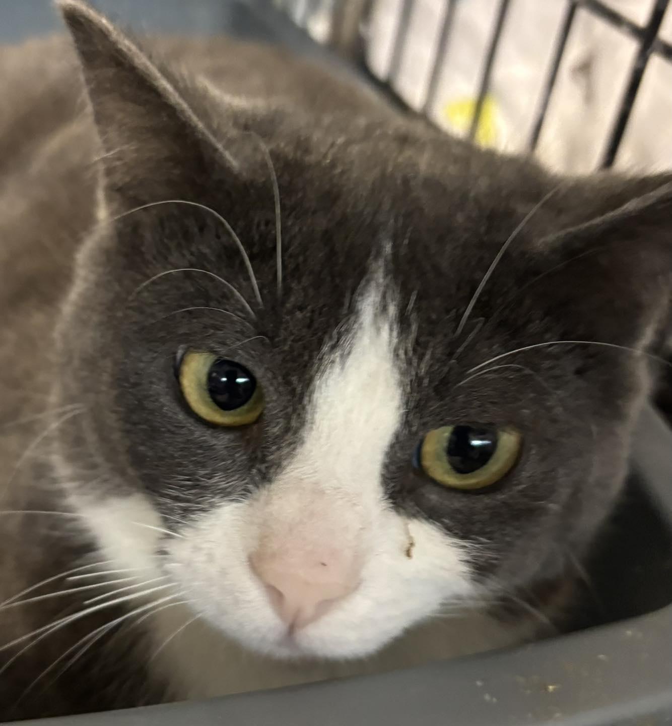 William, Young Male Domestic Short Hair