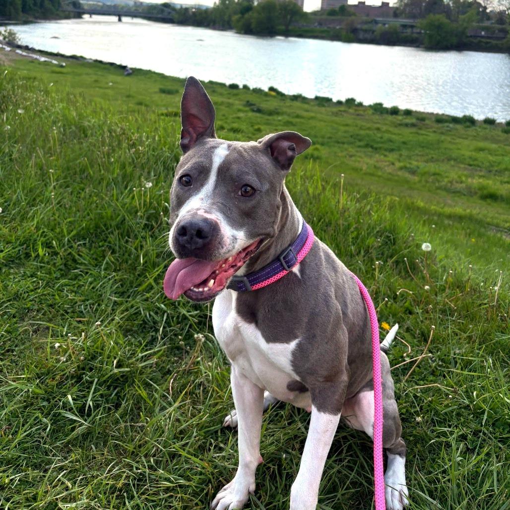 Enlarge Francine, a Adoptable mixed breed in Binghamton, NY image 1/6