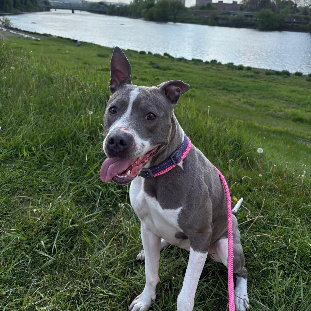 Enlarge Francine, a Adoptable mixed breed in Binghamton, NY image 1/6