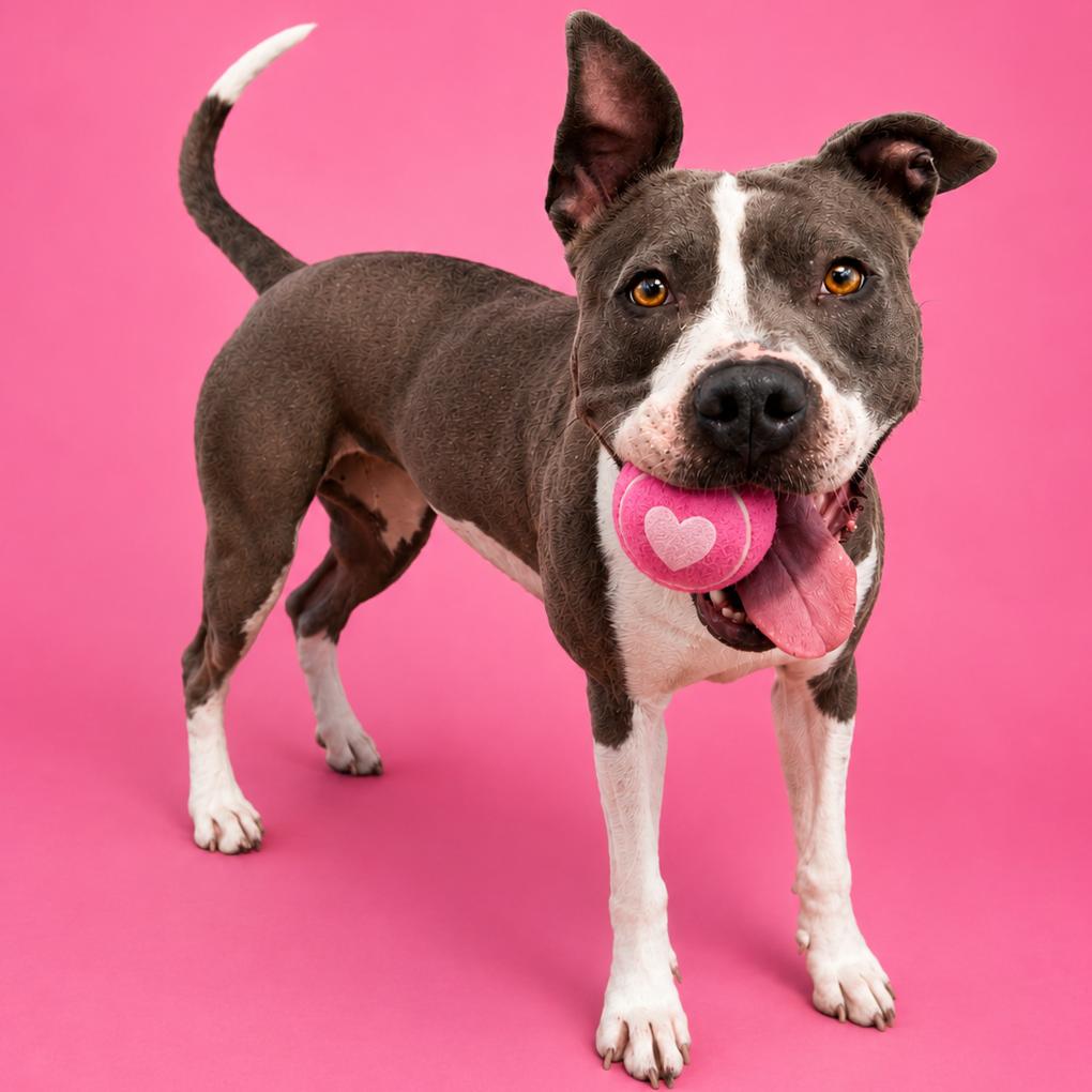 Enlarge Francine, a Adoptable mixed breed in Binghamton, NY image 2/6