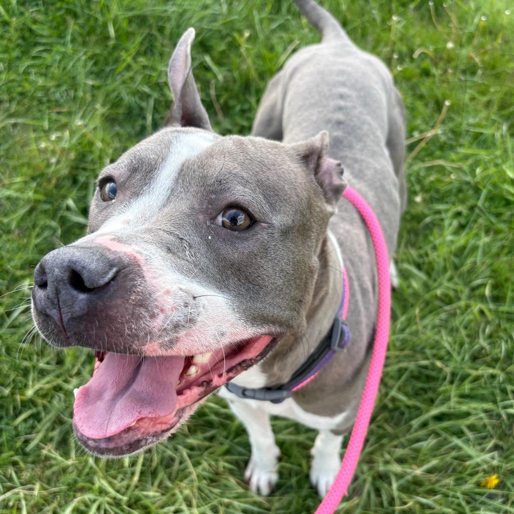 Enlarge Francine, a Adoptable mixed breed in Binghamton, NY image 2/6