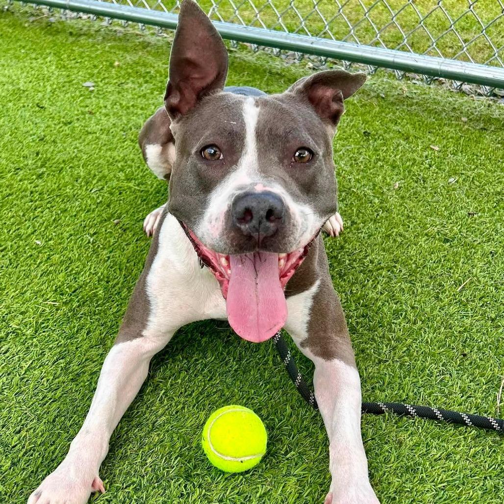 Enlarge Francine, a Adoptable mixed breed in Binghamton, NY image 3/6