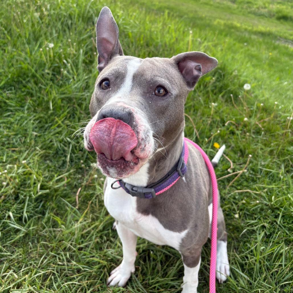 Enlarge Francine, a Adoptable mixed breed in Binghamton, NY image 3/6
