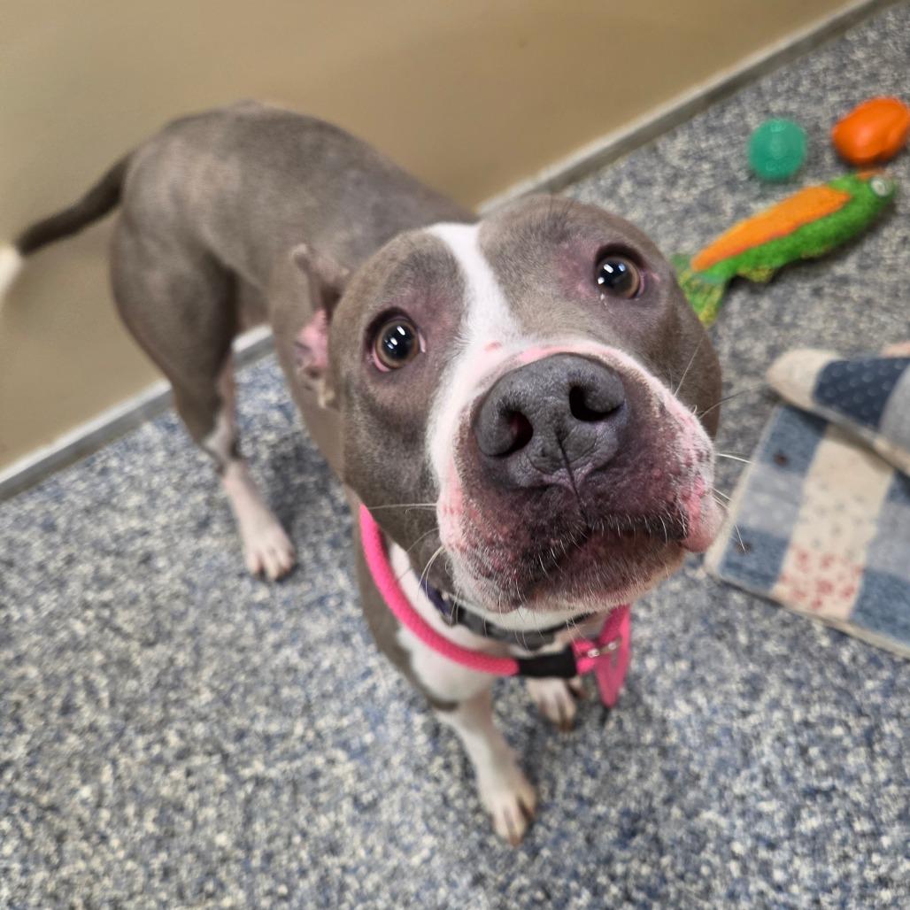 Enlarge Francine, a Adoptable mixed breed in Binghamton, NY image 4/6