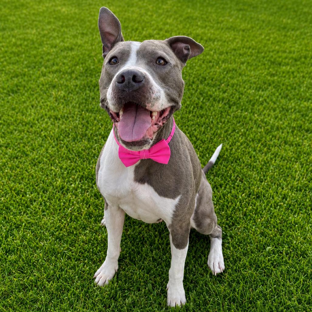 Enlarge Francine, a Adoptable mixed breed in Binghamton, NY image 5/6