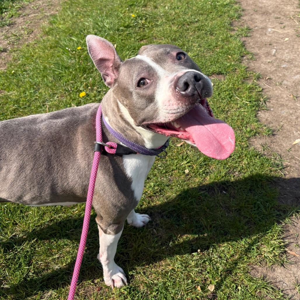 Enlarge Francine, a Adoptable mixed breed in Binghamton, NY image 3/6