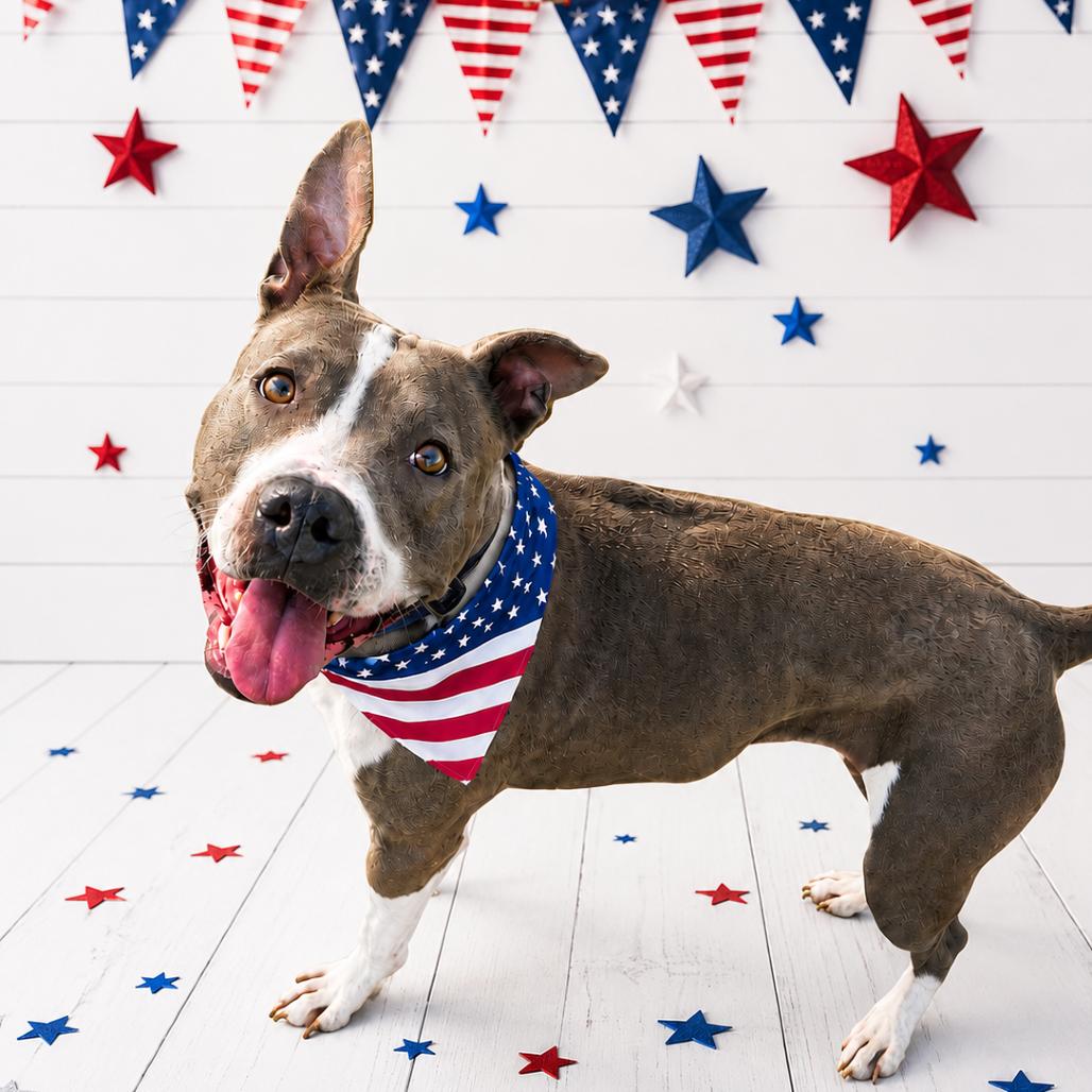 Enlarge Francine, a Adoptable mixed breed in Binghamton, NY image 4/6