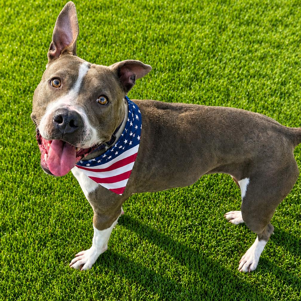 Enlarge Francine, a Adoptable mixed breed in Binghamton, NY image 5/6