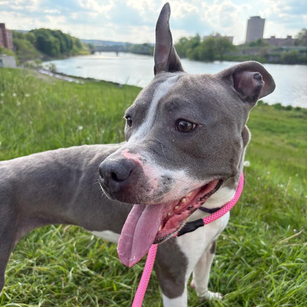 Enlarge Francine, a Adoptable mixed breed in Binghamton, NY image 6/6