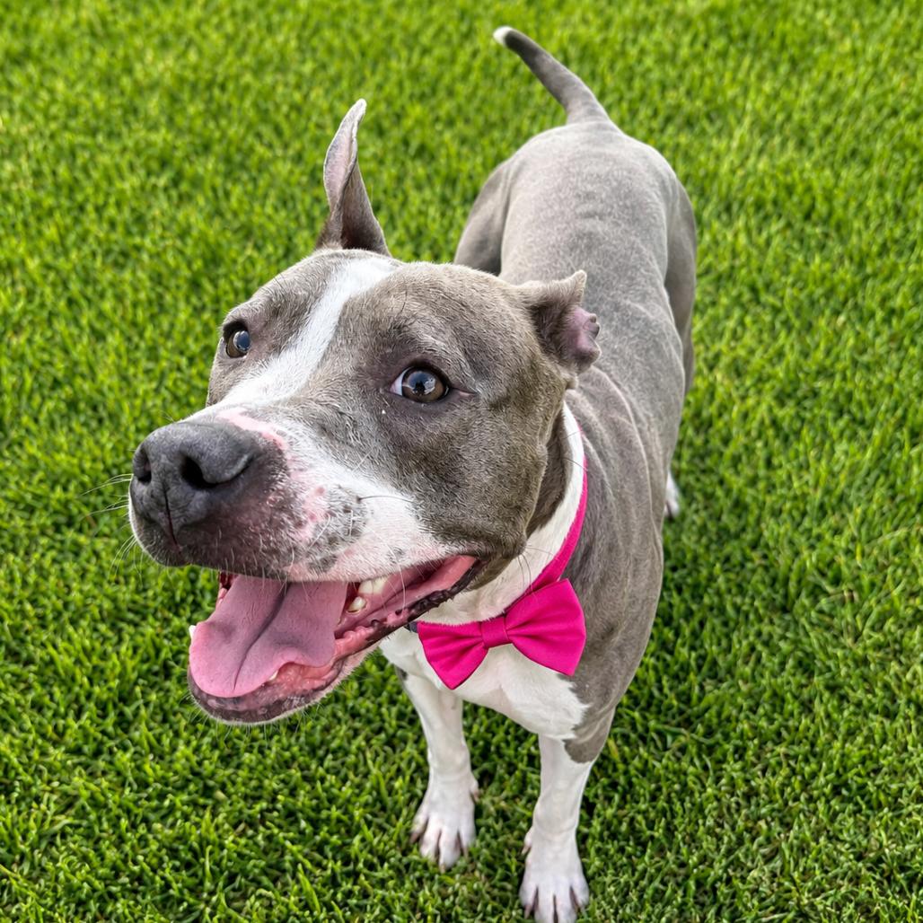 Enlarge Francine, a Adoptable mixed breed in Binghamton, NY image 6/6