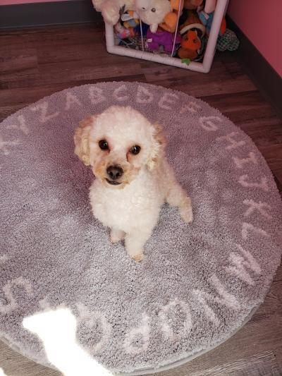Enlarge Fritz, a Adoptable Miniature Poodle in Gardena, CA image 1/4